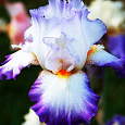 Ирис германский Conjuration