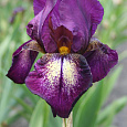 Ирис бородатый Эттеншн Плиз