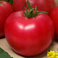 Томат Коррида