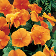 Фиалка рогатая Флорал Пауэр Оранж