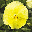 Виола крупноцветковая Колоссус Лемон Шейдес