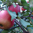 Яблоня  Апорт кроваво-красный Яблоня  Апорт кроваво-красный