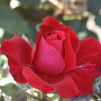 Роза чайно-гибридная Крайслер Империал