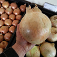 Лук Репчатый Глобо