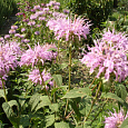 Монарда (Дикий бергамот) Дудчатая