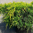 Можжевельник средний Олд Голд