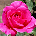 Роза чайно-гибридная Пинк Пис