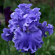 Ирис германский Yaquina  Blue