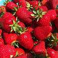 Земляника садовая Лауретта НАБОР 5ШТ
