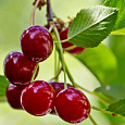 Черешня Велка