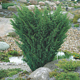 Можжевельник китайский Blaauw