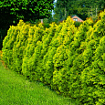 Туя западная Голден Брабант