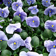 Виола крупноцветковая Дельта Пьюр Лайт Блю