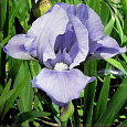 Ирис карликовый Бей Раффлз