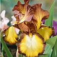 Ирис карликовый Bronze
