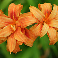 Лилейник гибридный Fulva Kwanso