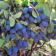 Жимолость съедобная Индиго