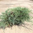 Можжевельник горизонтальный Glacier