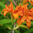 Лилейник гибридный Fulva Kwanso