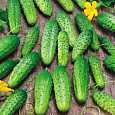 Огурец  Вихрь F1