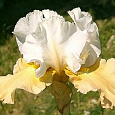 Ирис германский Champagne Eleganans