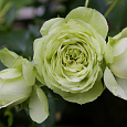 Роза флорибунда Мейян Лавли Грин