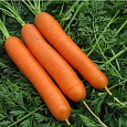 Морковь  Форто
