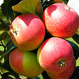 Яблоня  Елена Яблоня  Елена