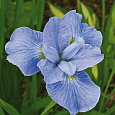 Ирис сибирский Диэ Дилайт
