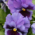Виола крупноцветковая Матрикс Блю Винг