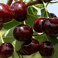 Вишня обыкновенная Антрацитовая