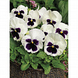Виола крупноцветковая Колоссус Вайт виз Блотч