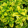 Мелисса (Лимонная мята) лекарственная Aureovariegata