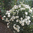Роза плетистая Клайминг Шнеевиттхен