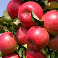 Яблоня Коваленковское Яблоня Коваленковское