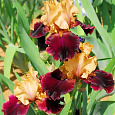 Ирис германский Rustic  Royalty