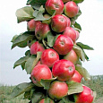 Яблоня колоновидная Трайдент Яблоня колоновидная Трайдент