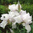 Ирис бородатый Инглиш Коттедж
