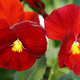 Виола крупноцветковая Селло Скарлет
