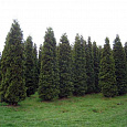 Туя западная Фастигиата