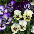 Виола ампельная Вондерфол Блю Пикоти Шейдс