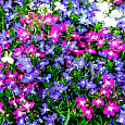 Лобелия прямостоячая Ривьера Микс