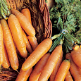 Морковь  Амстердамская