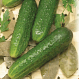 Огурец  Ласточка F1