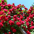 Роза плетистая Фламентанц