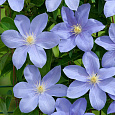 Клематис (Ломонос) гибридный Blue Pillar