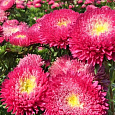 Астра помпонная Вишнево-красная