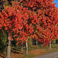 Клен красный Red Sunset