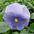 Виола крупноцветковая Дельта Пьюр Лайт Блю