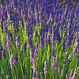 Лаванда узколистная Гроссо